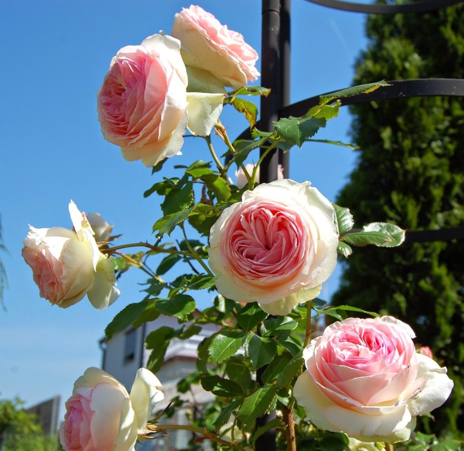 Роза «Пьер де Ронсар» (Эден Роуз)