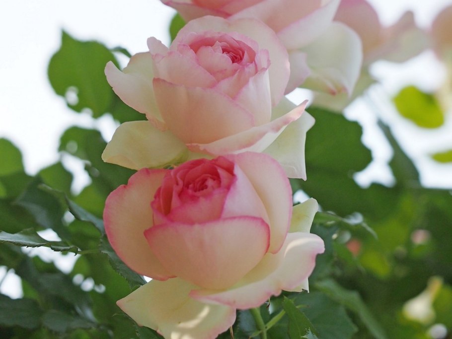 Роза «Пьер де Ронсар» (Эден Роуз)