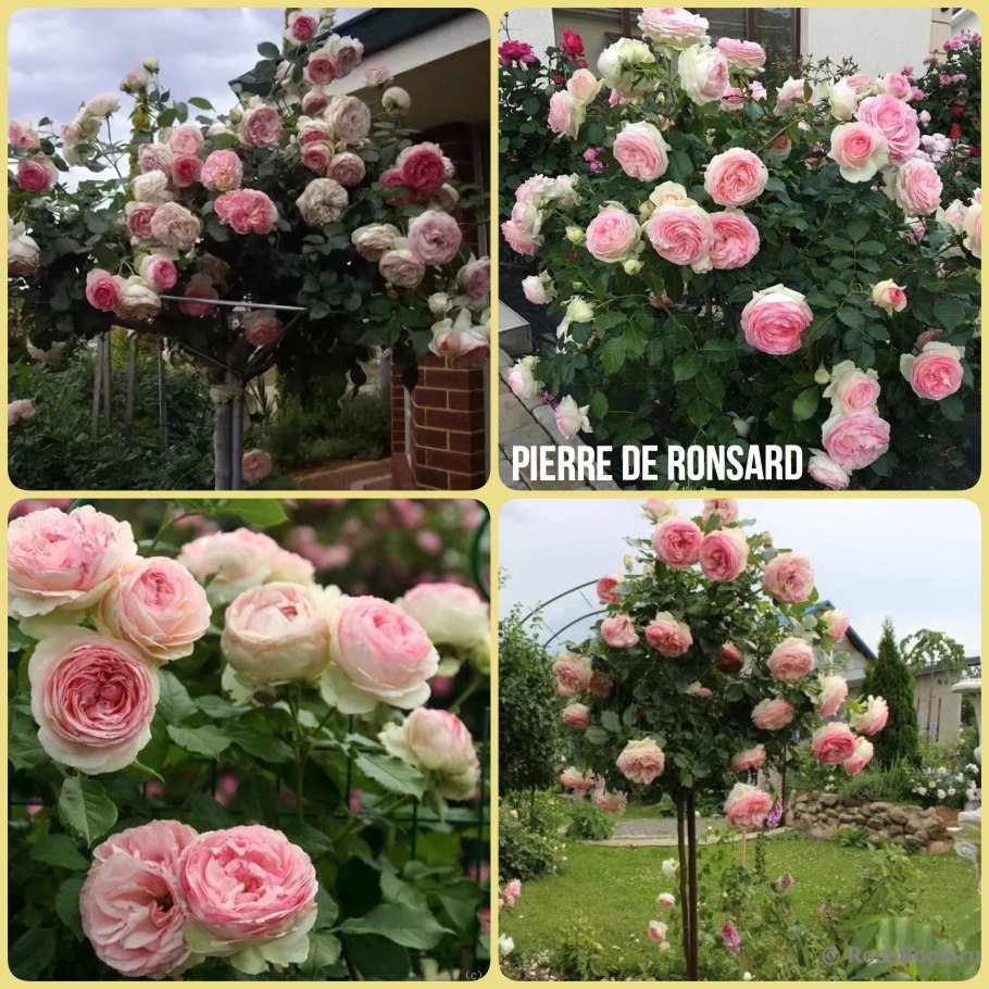 Роза цикламен Пьер де Ронсар