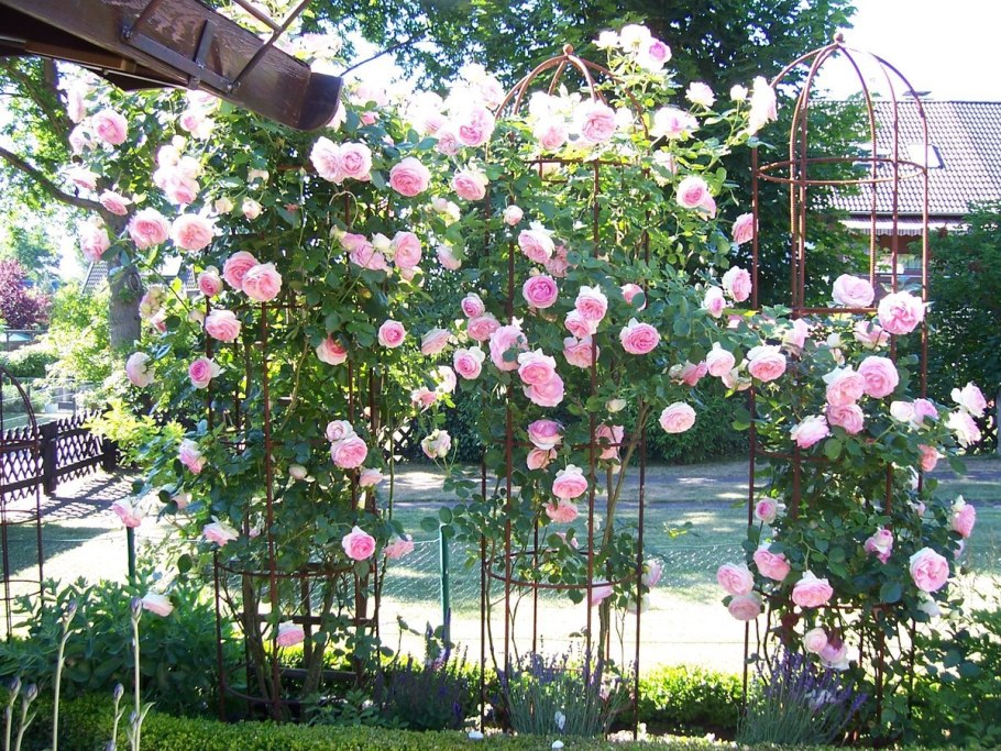 Плетистая роза Пьер Ронсар