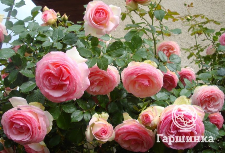 Роза Райская Пьер де Ронсар Эдем Кламбер