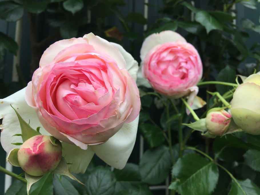 Роза «Пьер де Ронсар» (Эден Роуз)