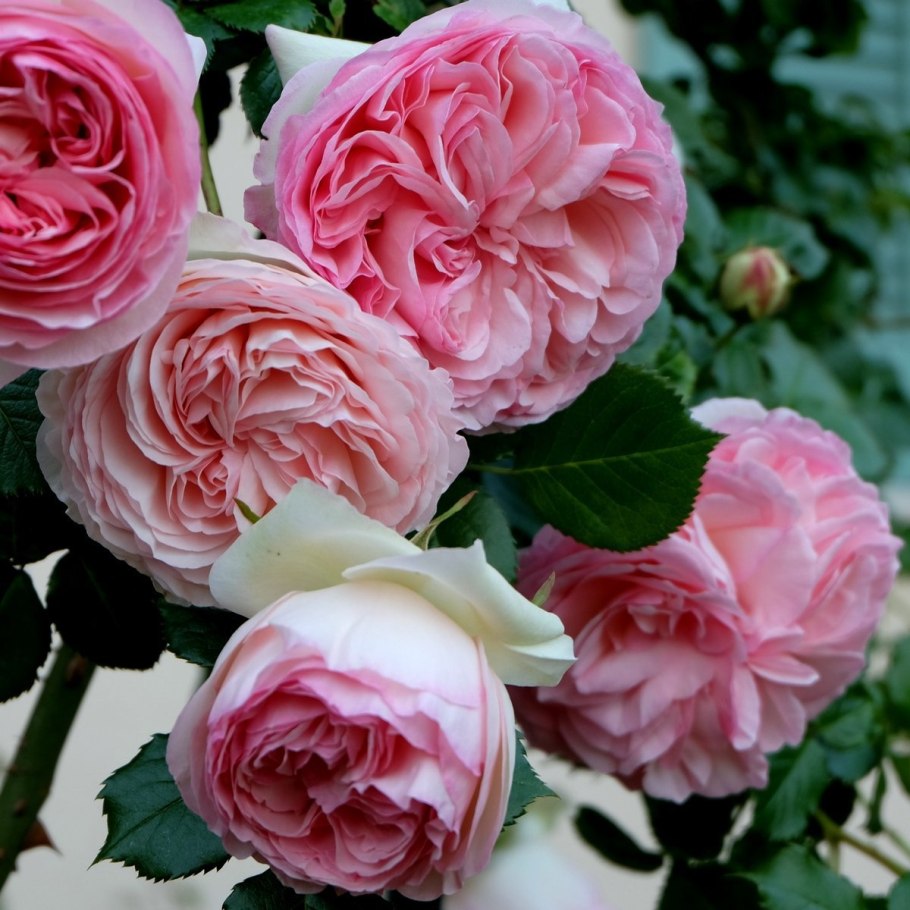 Роза Поль де Ронсар