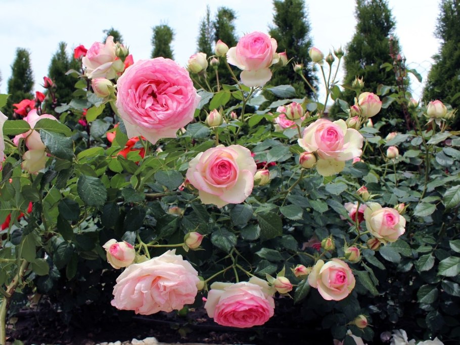 Плетистая роза Пьер Ронсар