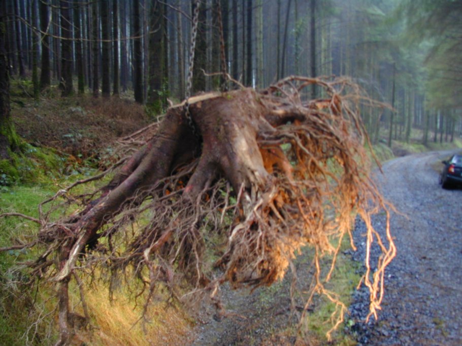 Корни кедра Сибирского