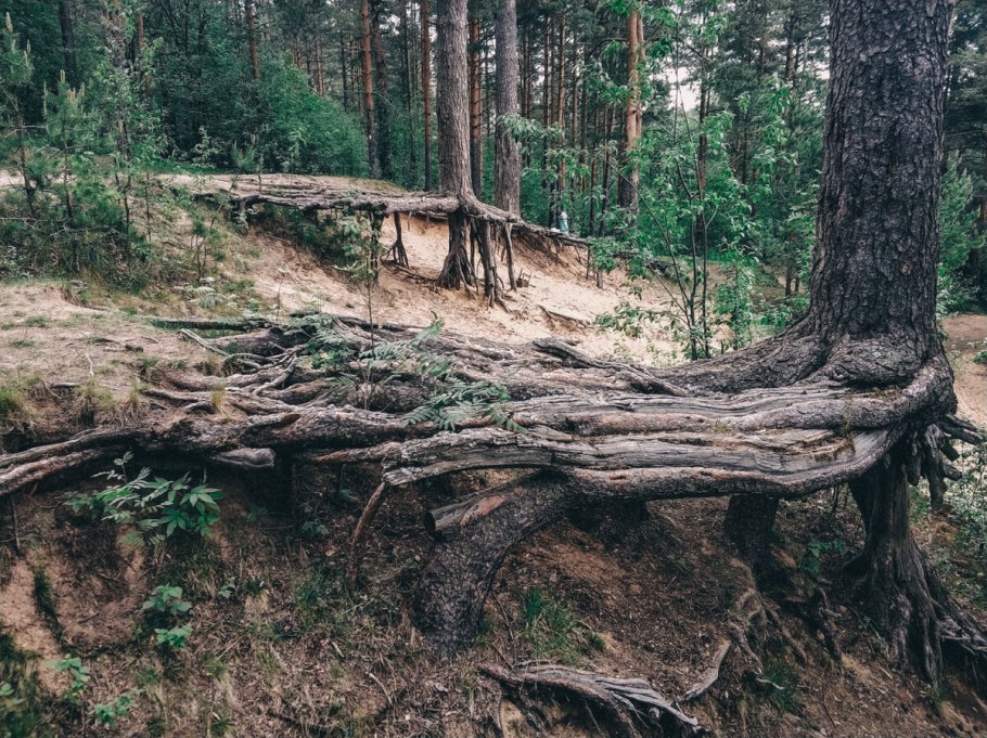 Калининград сосны корни