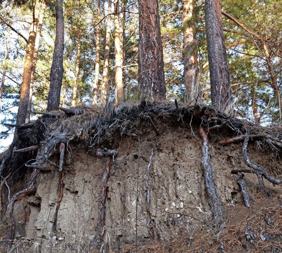 Корневая сосны