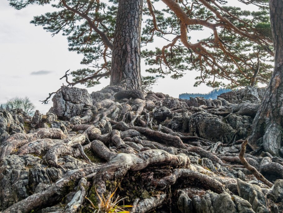 Корневая сосны