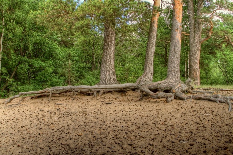 Корневая система у кедра Сибирского и сосны
