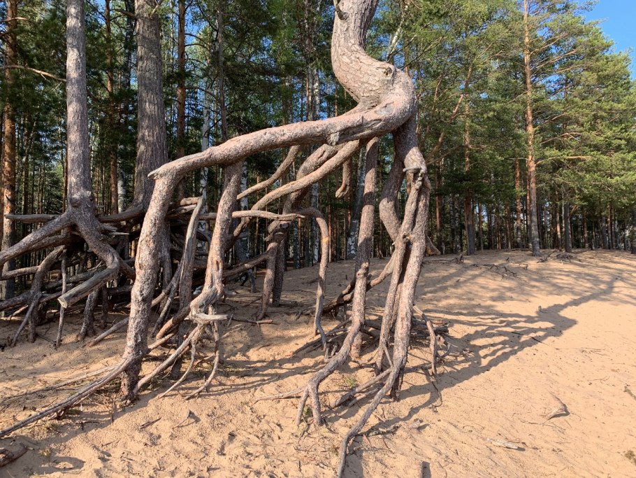 Лиственница Сибирская корни