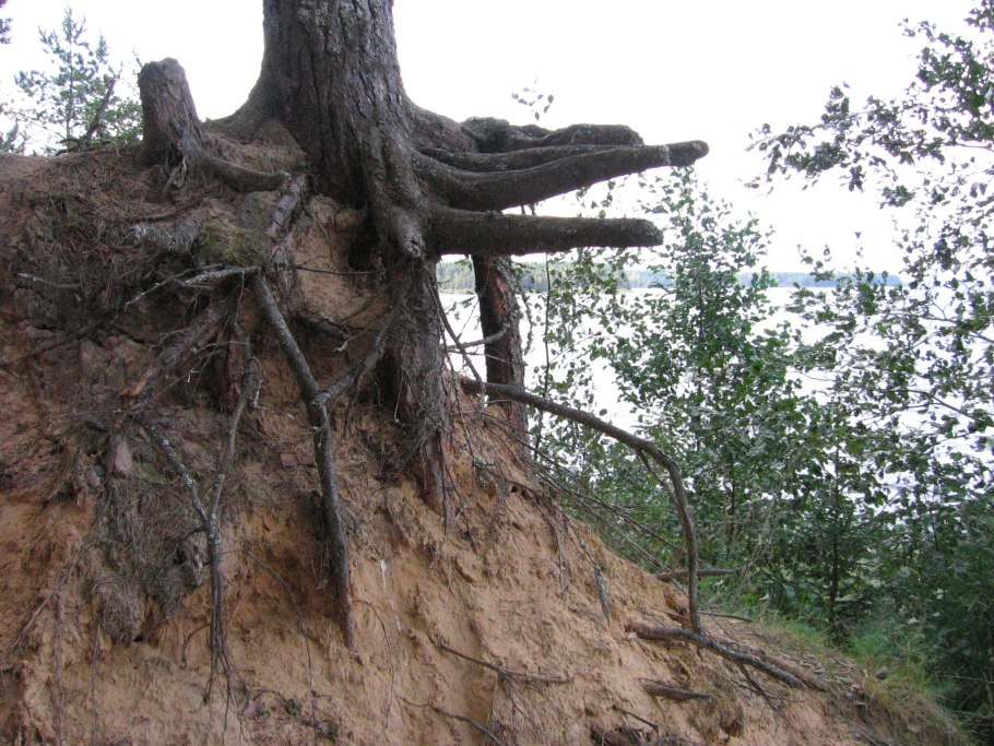 Шинина корня сосны