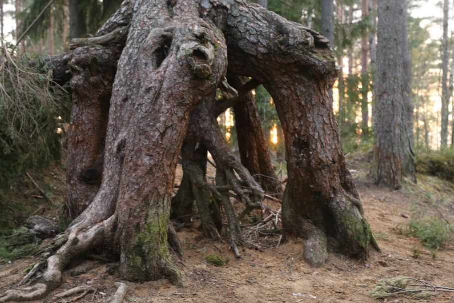 Форма корней сосны