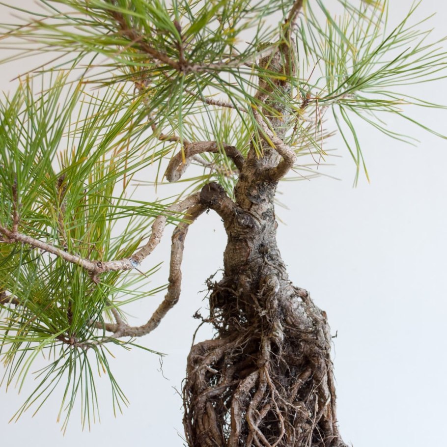 Сосновый корень