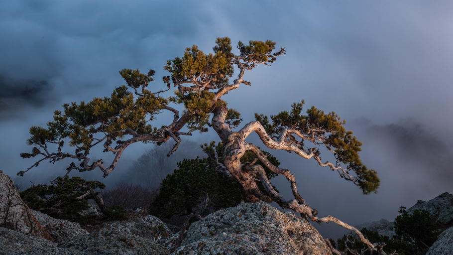 Сосна на песчаной почве
