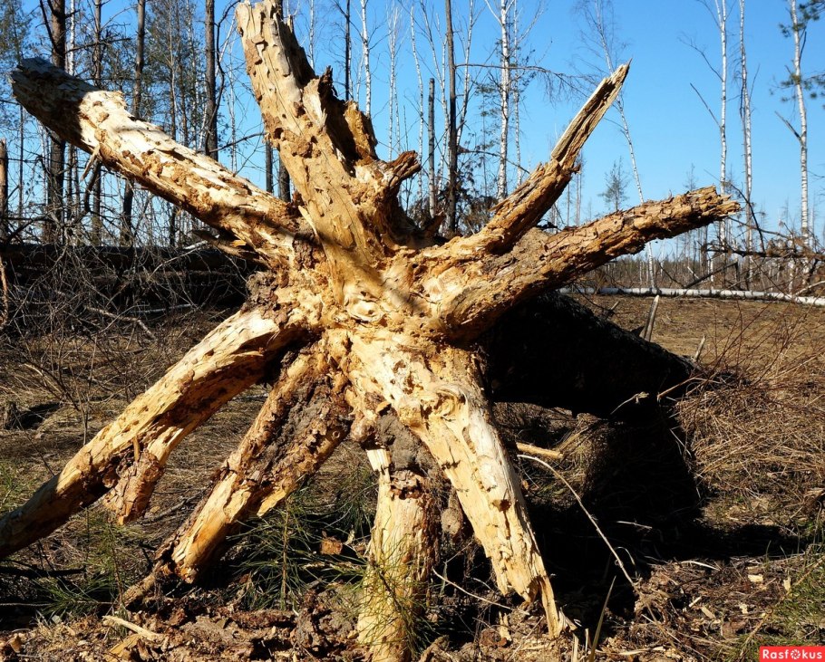 Брыкин Бор сосны корни