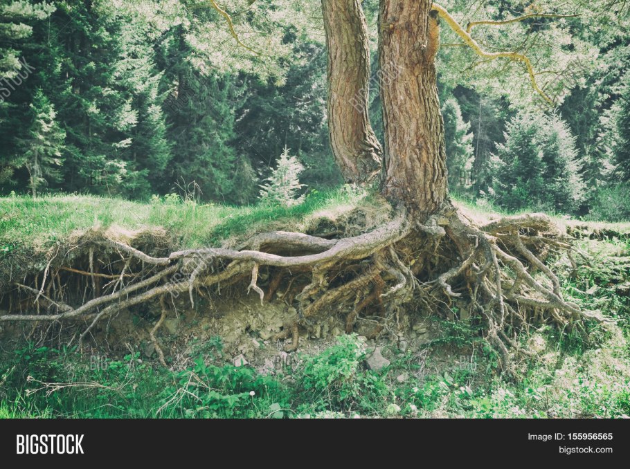 Корневища с корнями сосны