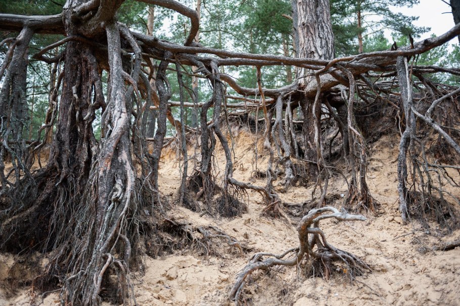 Сибирский кедр дерево