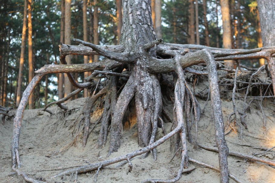 Ель растущая из корней