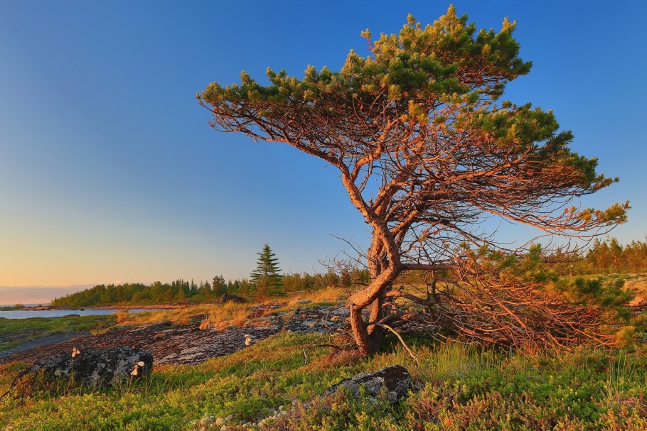 Калининград сосны корни
