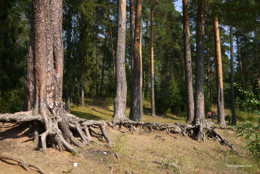 Сосновый корень