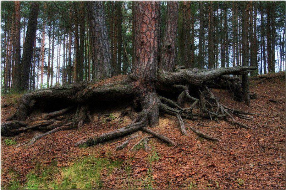 Ель Сибирская корни
