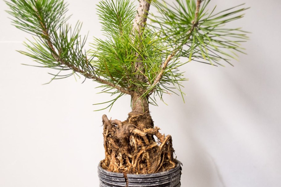 Интересные деревья