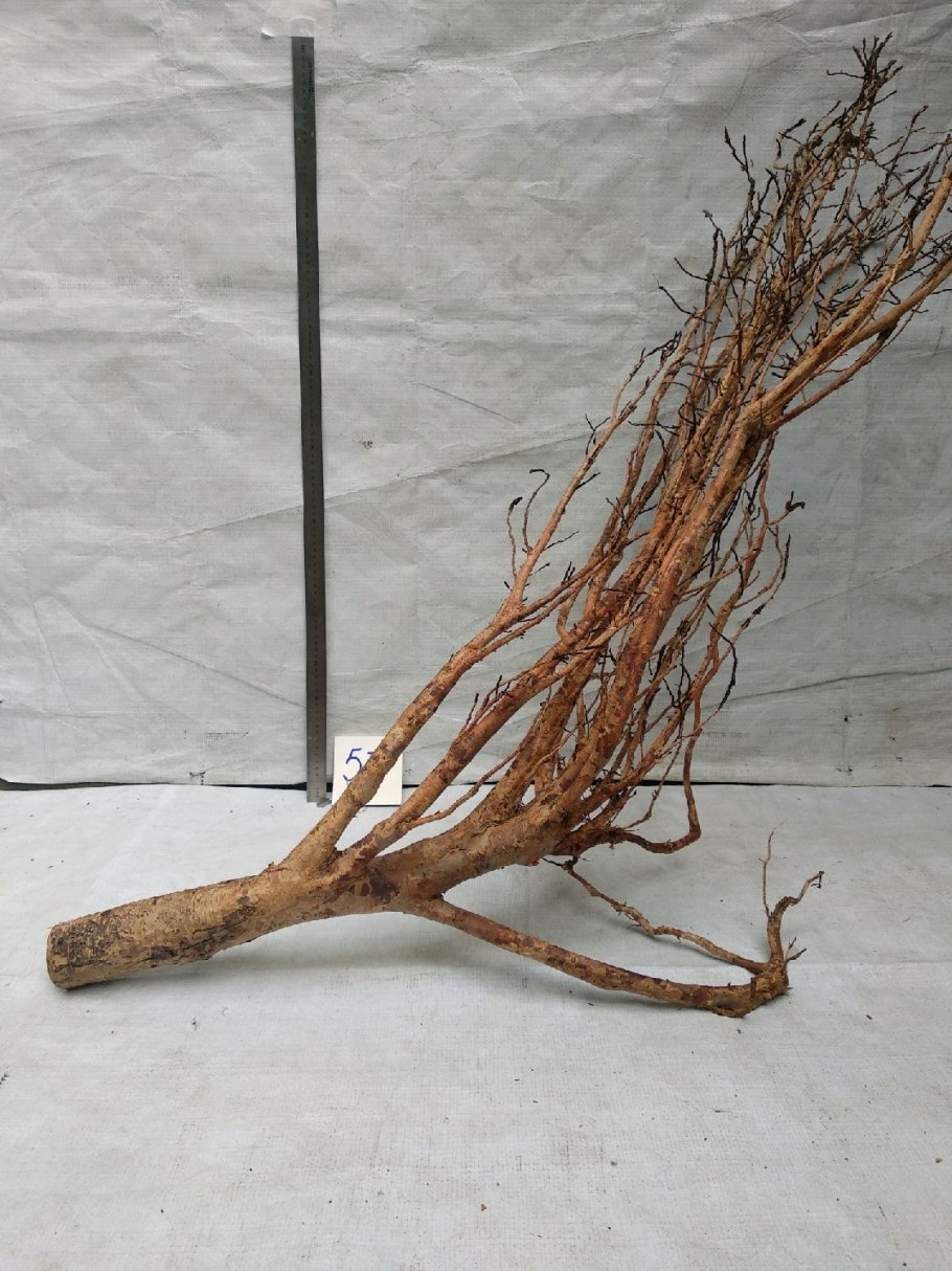 Корневая система пихты схема