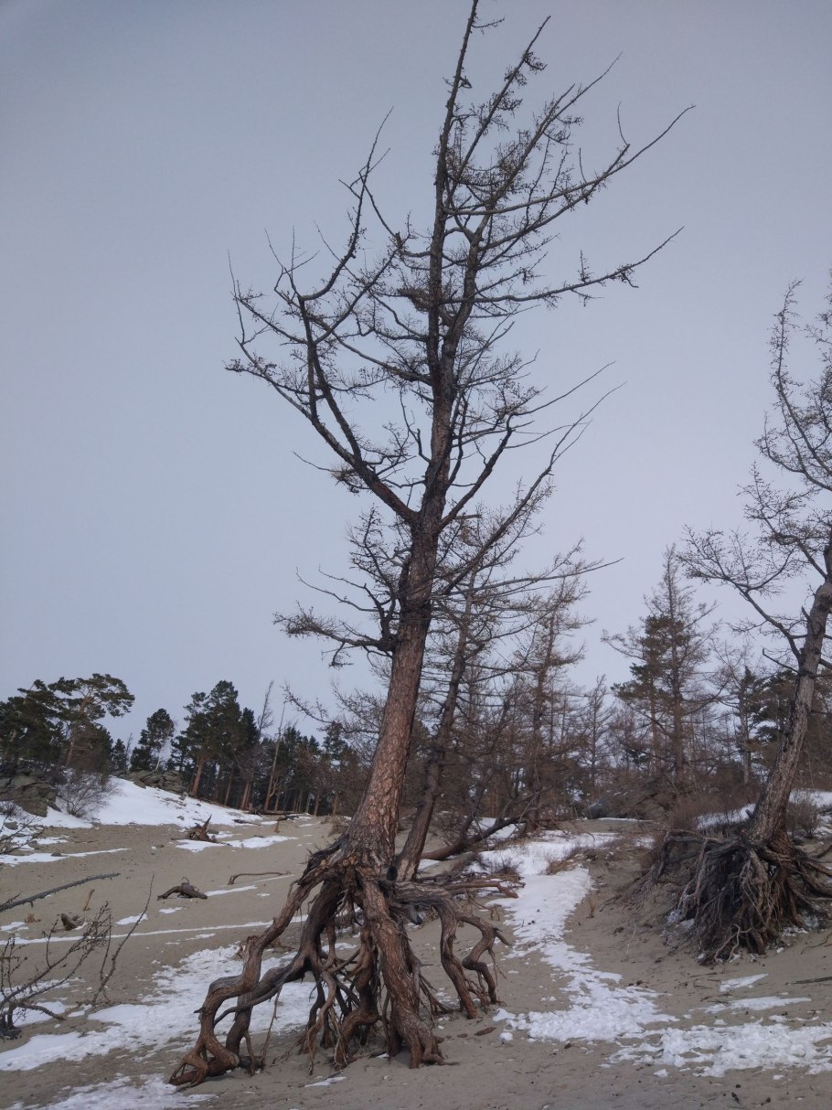 Крымский бонсай Демерджи