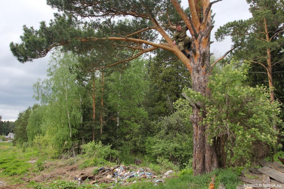 Корень сосны фото