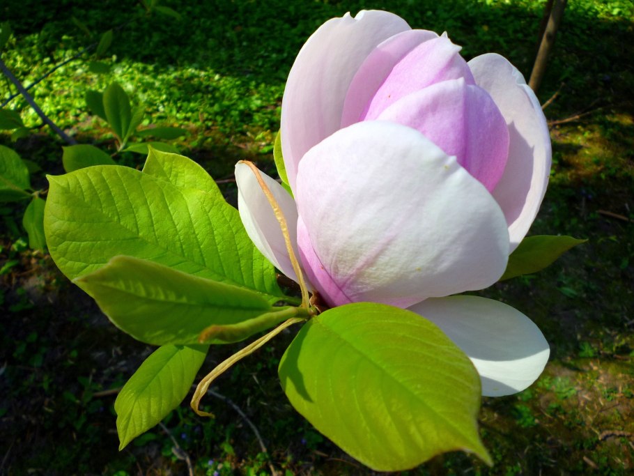 Магнолия (Magnolia)