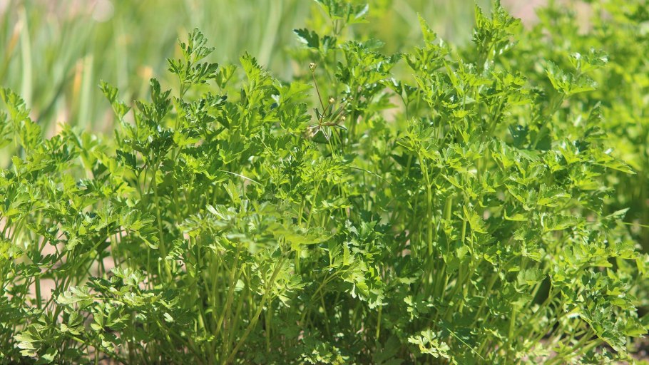 Листик петрушки