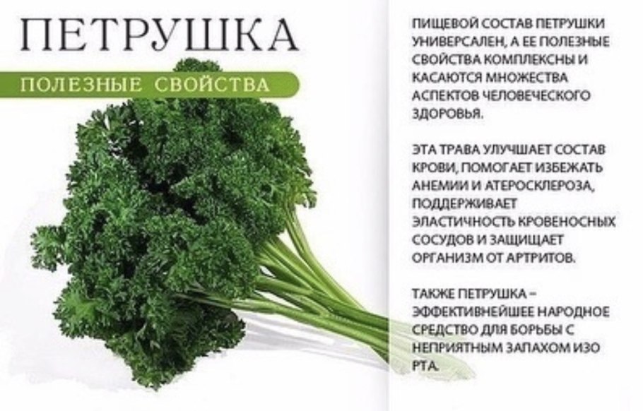 Кориандр веточка