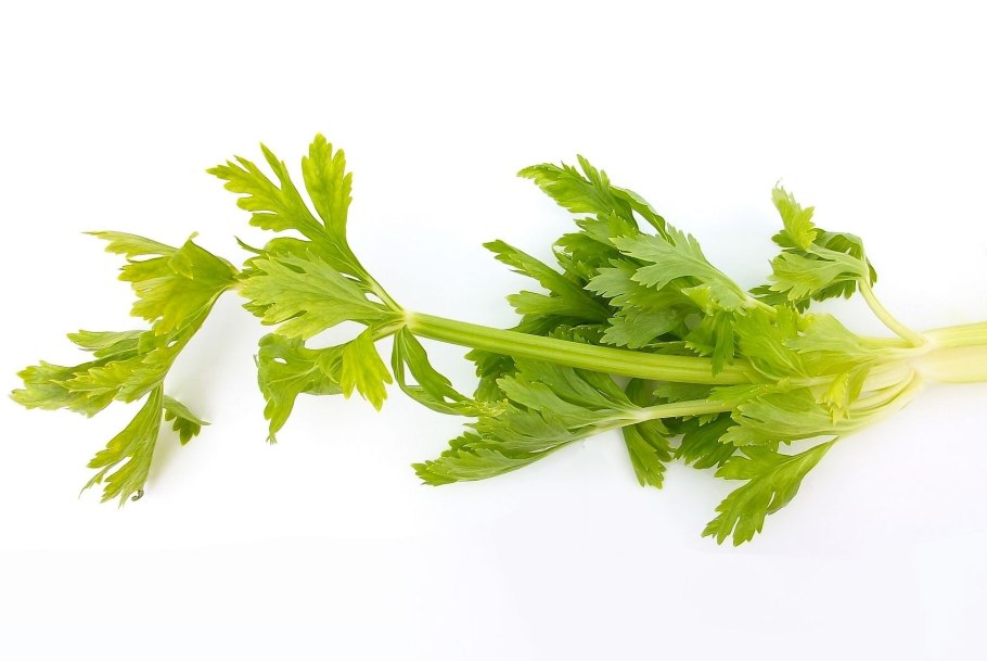 Кинза трава полезные