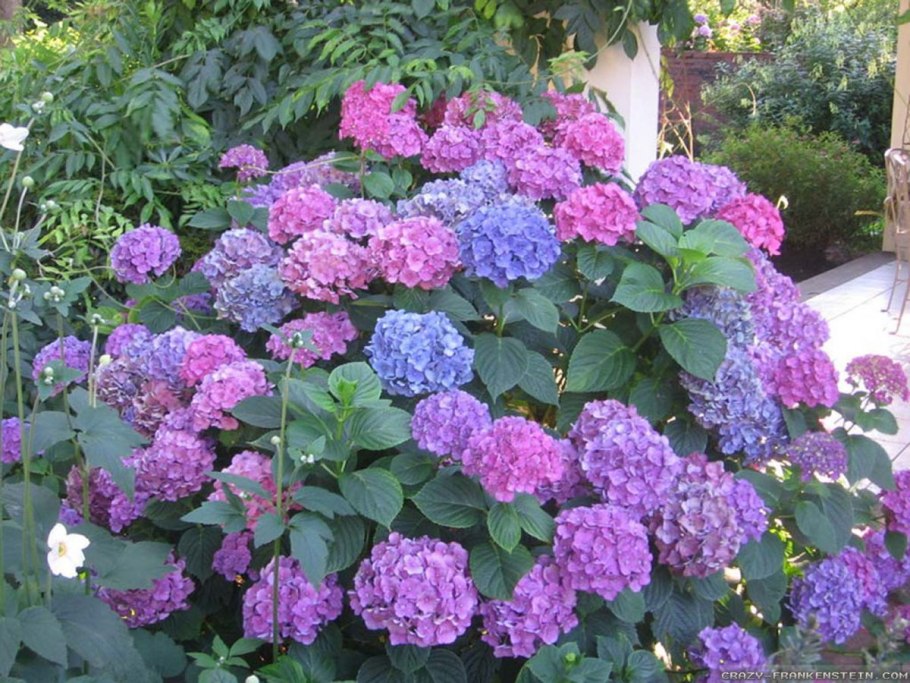 Хоста подорожниковая