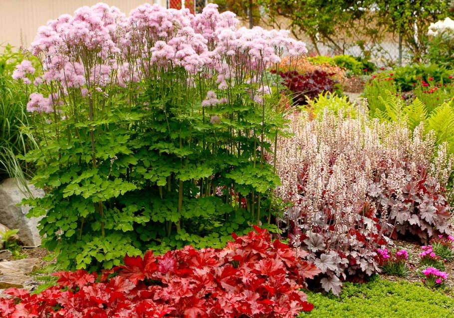 Василистник Делавея 'Nimbus Pink'