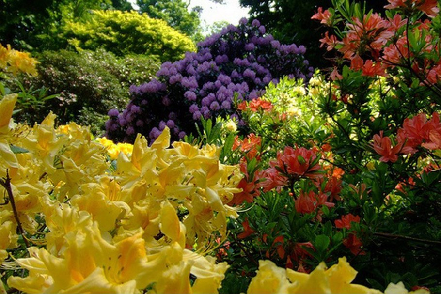 Красивоцветущие теневые многолетники