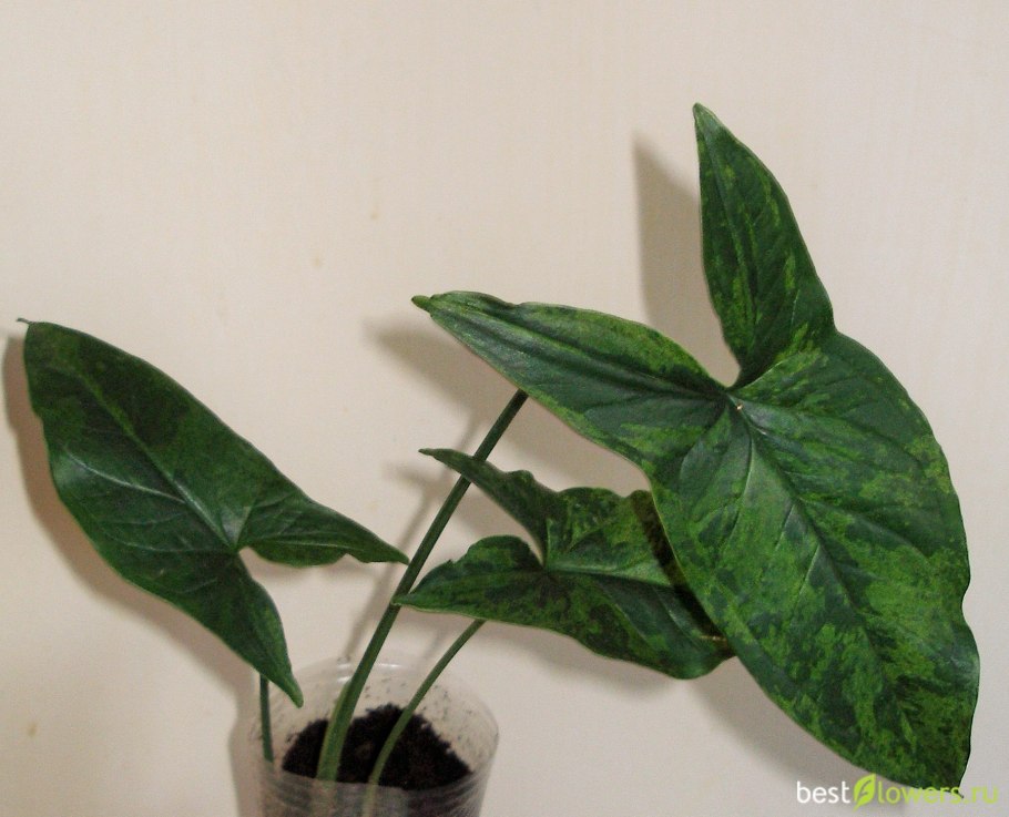 Сингониум Frosted Heart