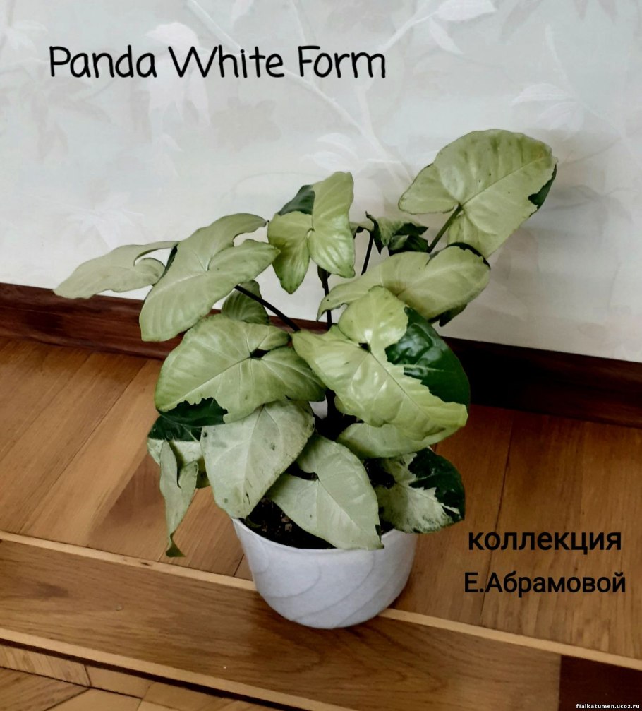 Сингониум Панда Вайт