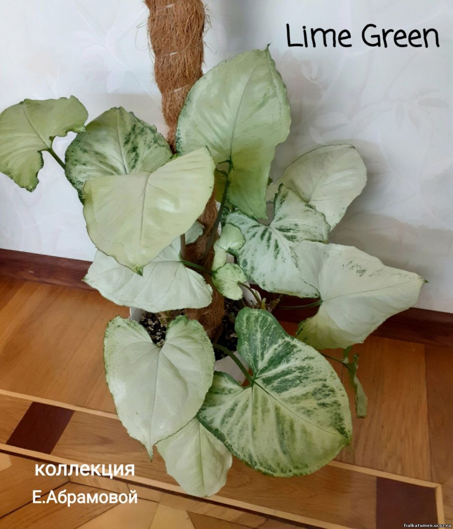 Сингониум ОРМ НАК Грин