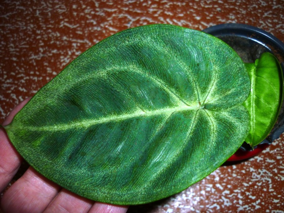 Сингониум Red Heart