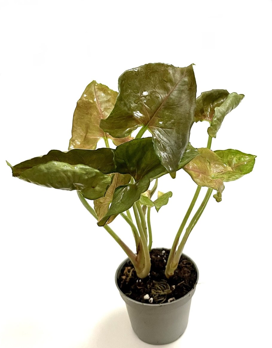 Сингониум свисает вниз