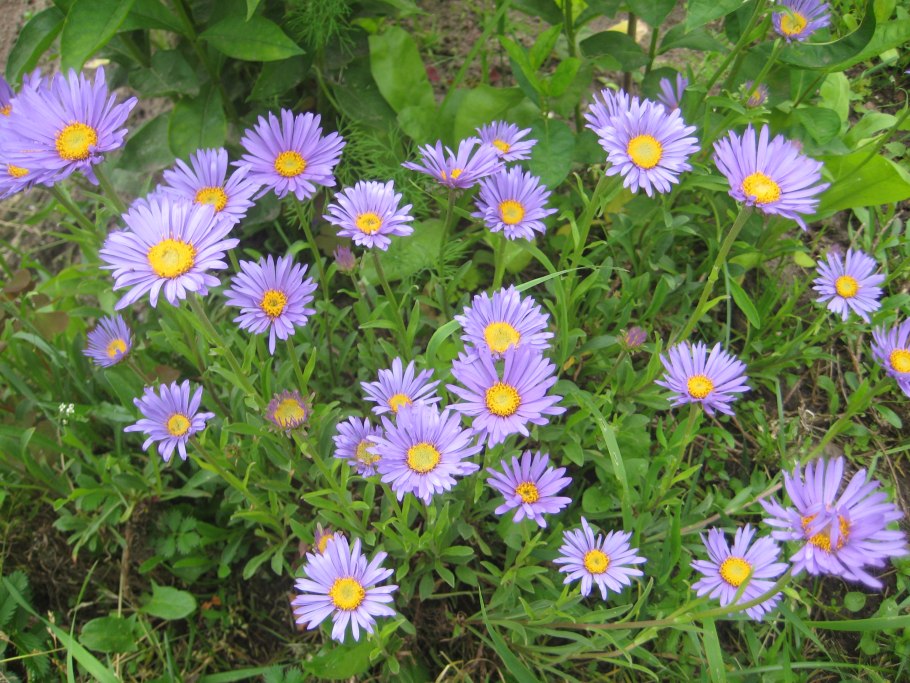 Астра Альпийская (Aster Alpinus `Albus`)