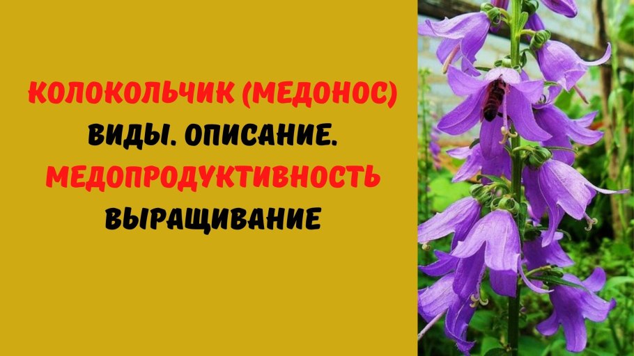 Колокольчик персиколистный (сем. Колокольчиковые)