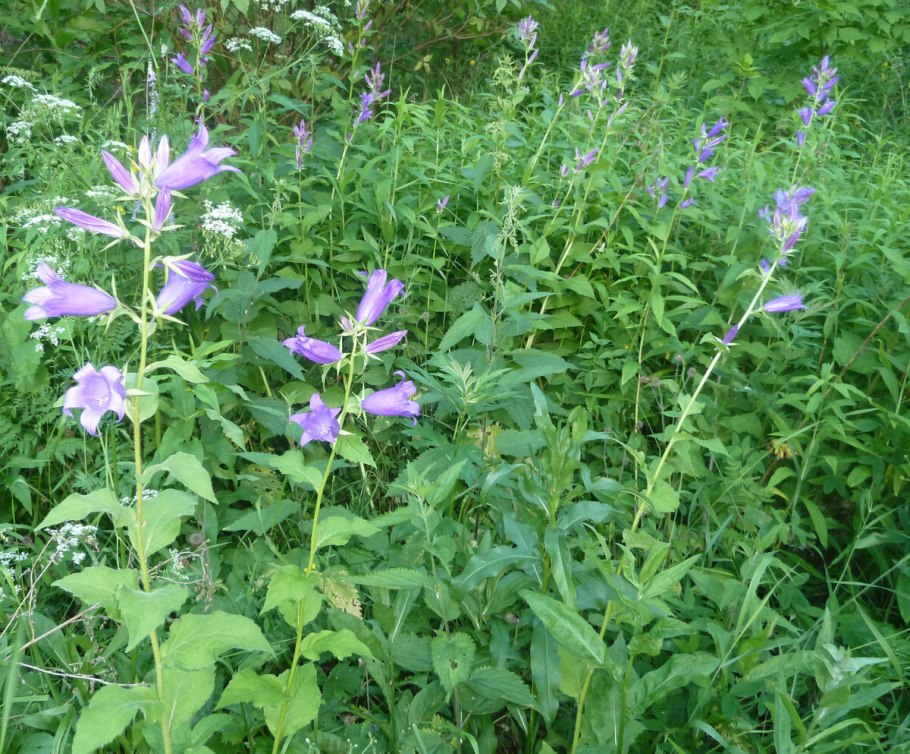 Колокольчик широколистный (Campanula latifolia)