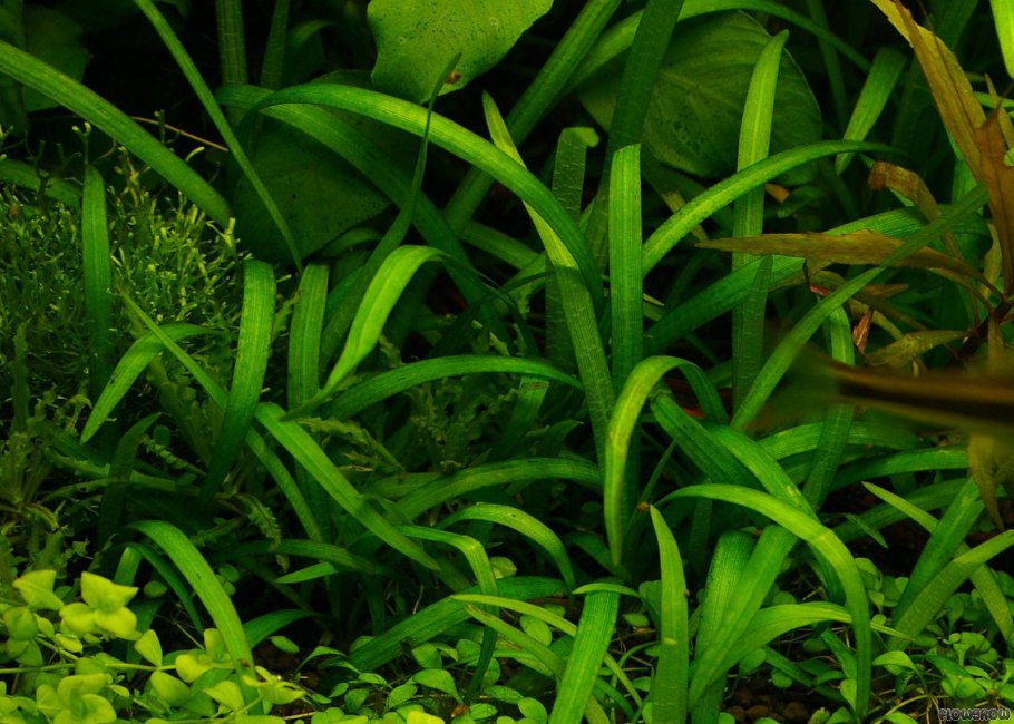 Сагиттария субулата Sagittaria subulata