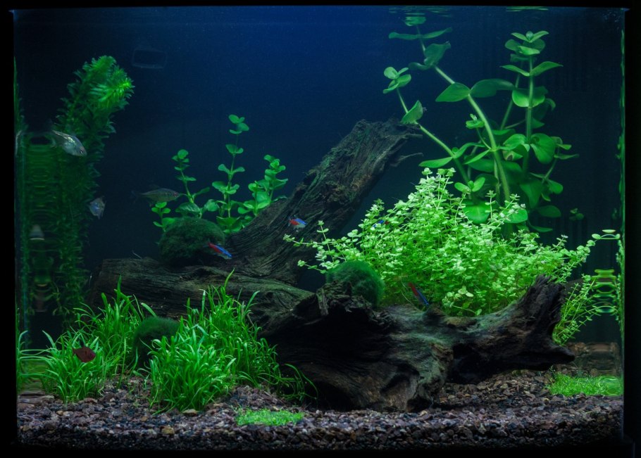 Элодея и Валлиснерия