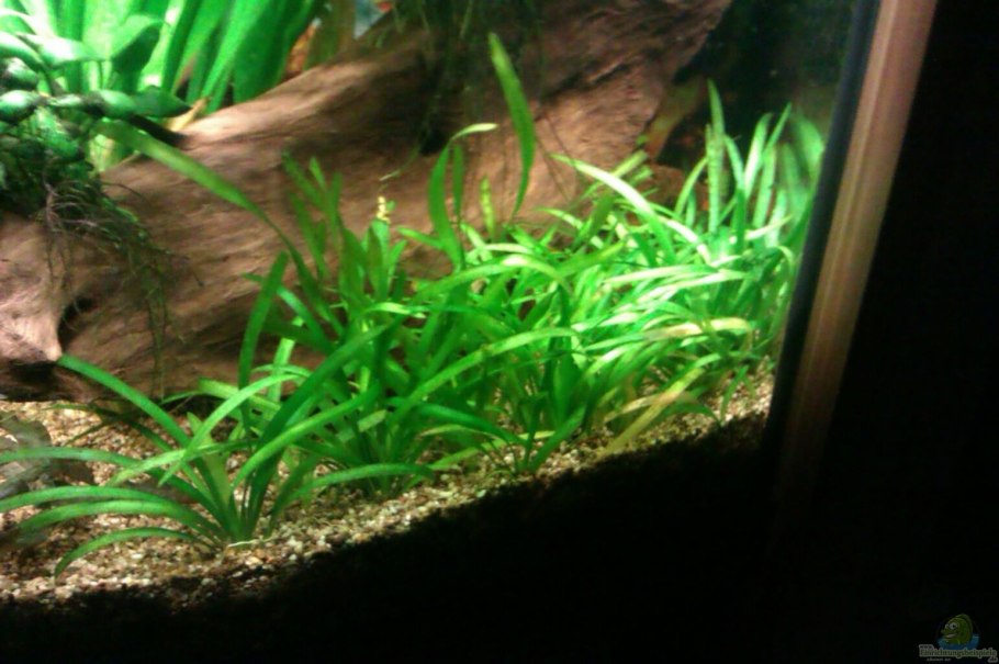 Сагиттария стрелолист