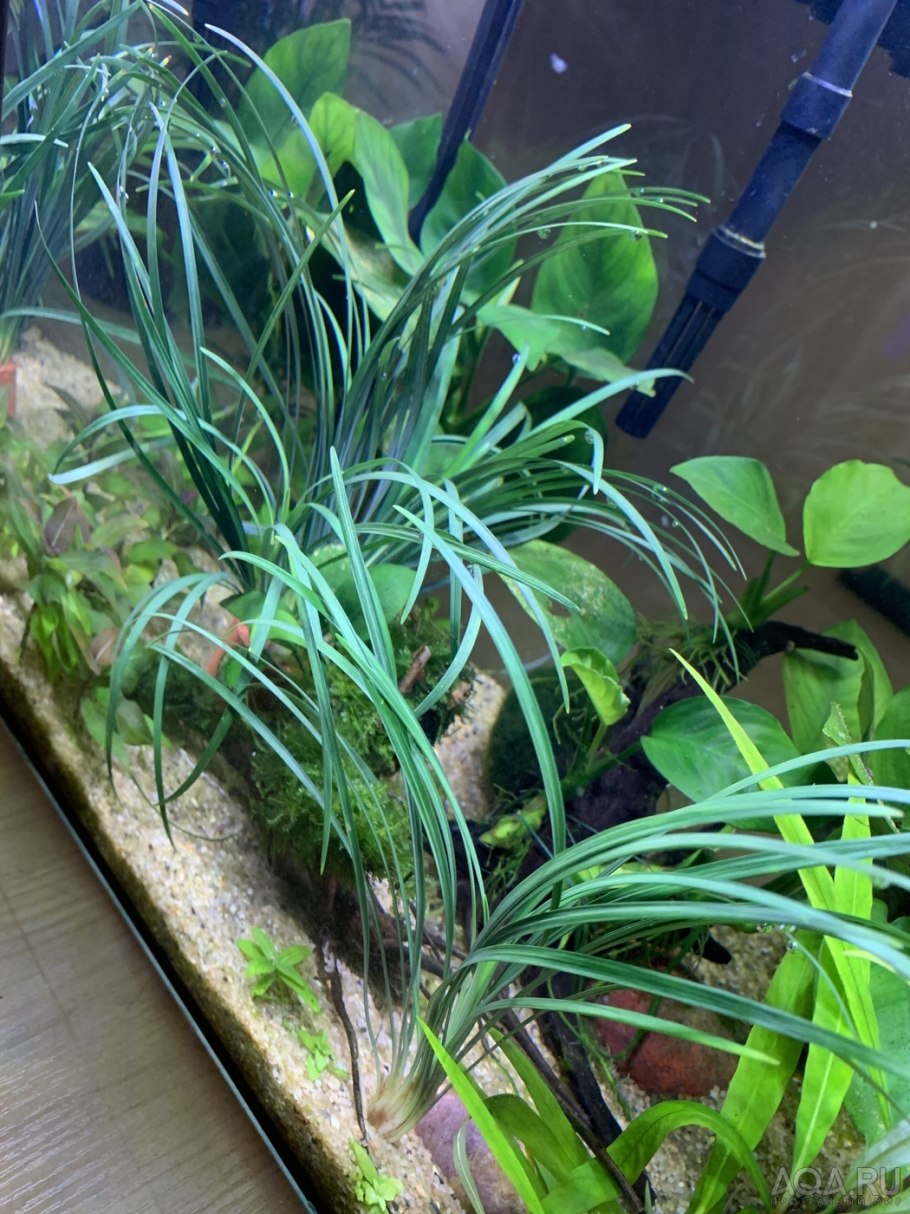 Сагиттария (японский стрелолист)