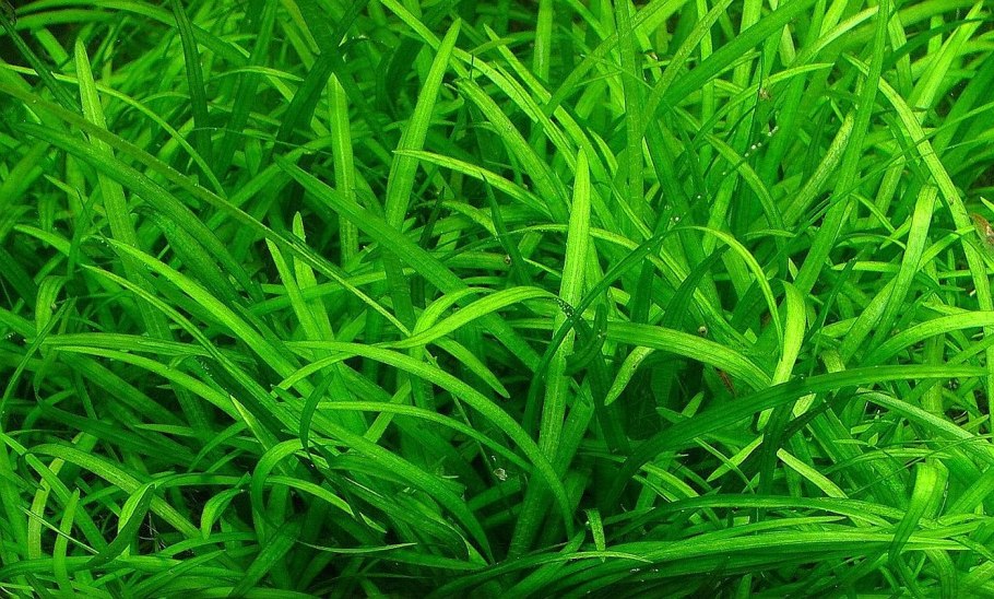 Сагиттария субулата Sagittaria subulata