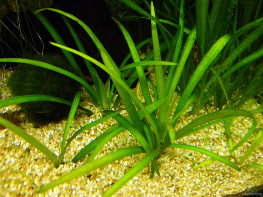 Сагиттария аквариумное растение